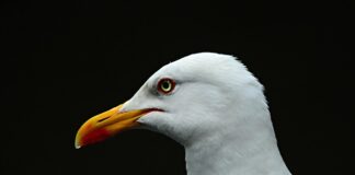 Czy 14 latek może zostać sam w domu na noc?