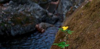 Jakich dzielnic unikać w Kopenhadze?