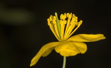Jaki kraj jest większy Polska czy Niemcy?