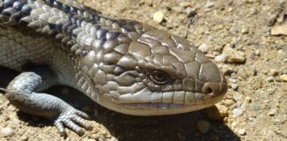 Jak ruszać językiem podczas całowania?