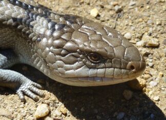 Jak ruszać językiem podczas całowania?