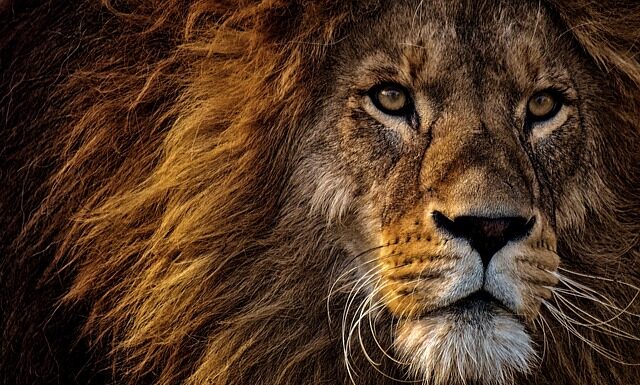 Co oznacza Lew w Wenecji? Co oznacza Lew w Wenecji?