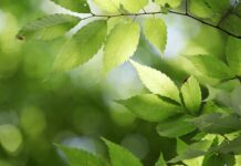 Jak powstało państwo czeskie?