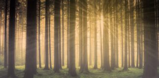 Jak jechać we mgle w nocy?