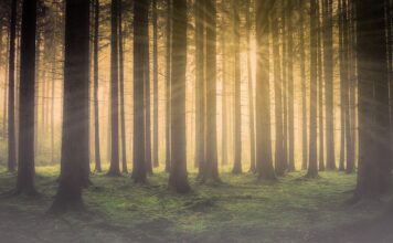 Jak jechać we mgle w nocy?