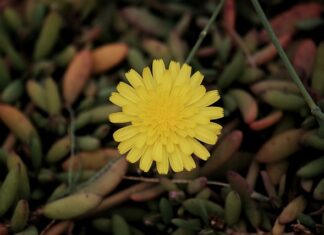 Jak wygląda typowa Włoszka?