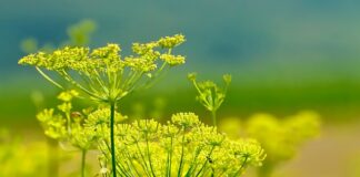 Jak się Witają włoski?